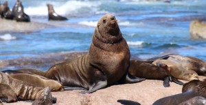 Seal Colony Tours from Hout Bay Harbour